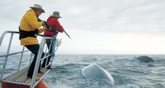 Researchers Bruce Mate (right) and Al Goudy prepare to tag a blue whale off Costa Rica.