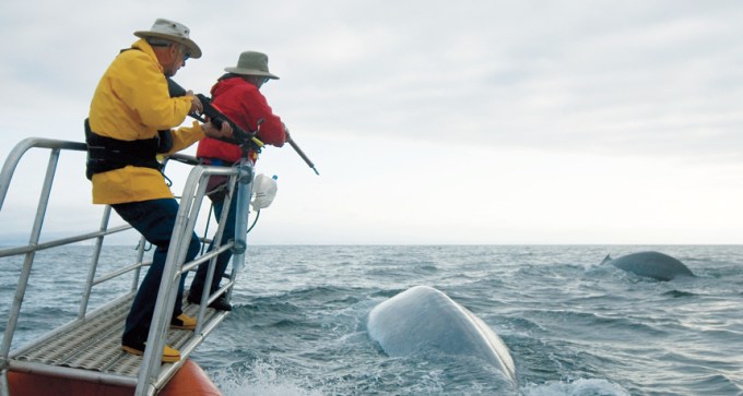Researchers Bruce Mate (right) and Al Goudy prepare to tag a blue whale off Costa Rica.