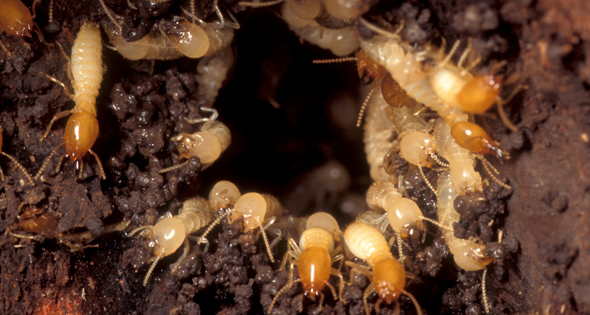 termites