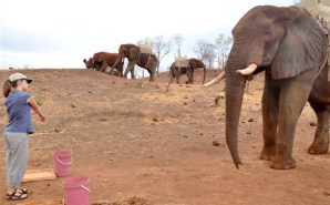 African elephants get the point