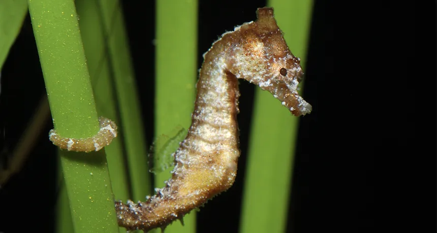 Odd head of seahorse cloaks its sneak attacks