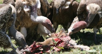 vultures in Serengeti