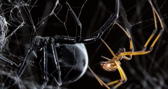 black widow spider female and male