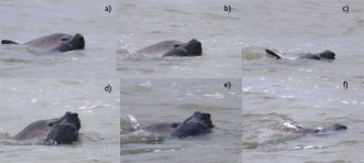 gray seal attacks harbor porpoise