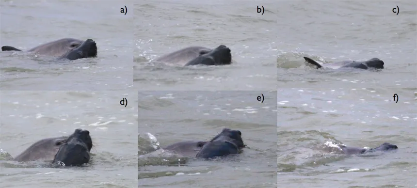 gray seal attacks harbor porpoise
