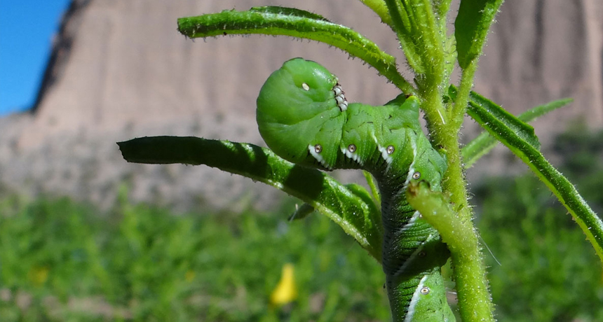 tobacco stems for pigeons Smoker's breath saves caterpillars' lives