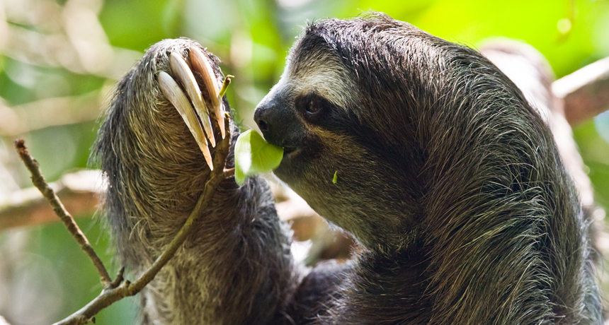 Sloths, moths, algae may live in three-way benefit pact