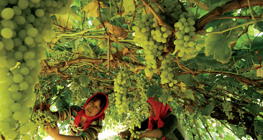 grapes in Xinjiang, China