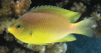 ambon damselfish