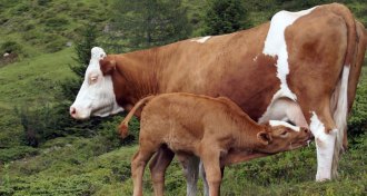 cow and calf