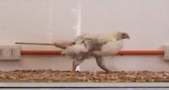 chicken with artifical tail attached