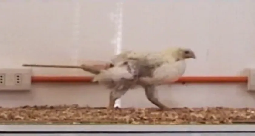 chicken with artifical tail attached