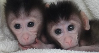 two cynomolgus monkeys