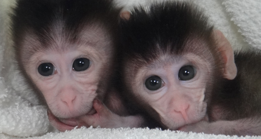 two cynomolgus monkeys