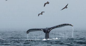 humpback whale
