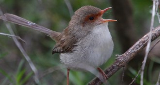 superb fairy wren
