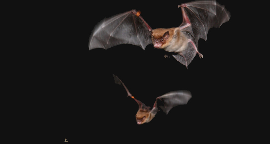 big brown bats