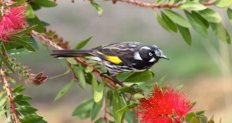 honeyeater
