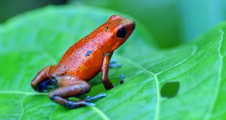 Strawberry poison frog