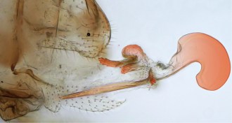 Neotrogla bark louse