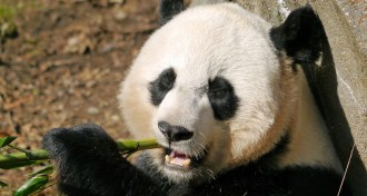 panda eating bamboo