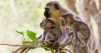young vervet monkeys and mother