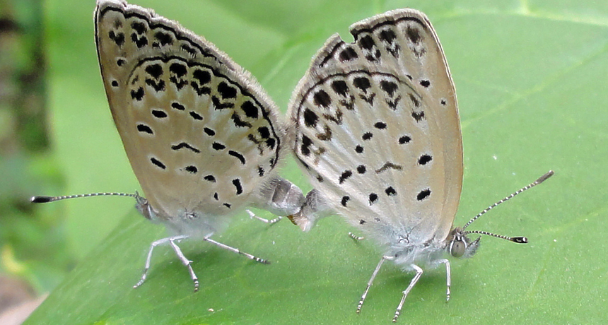 pale grass blue butterflies