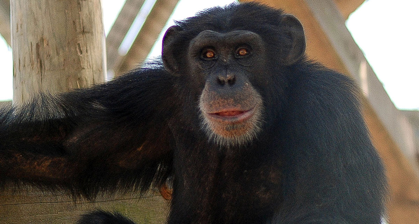 Captive chimpanzees given a vaccine that contains a viruslike particle rather than the live virus still developed antibodies against Ebola. This type of vaccination could be one way to save wild, endangered apes, the researchers suggest.