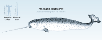 narwhal illustration