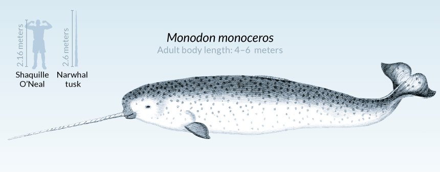 narwhal illustration