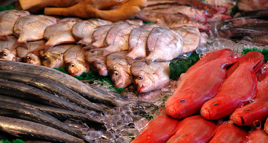 fish market