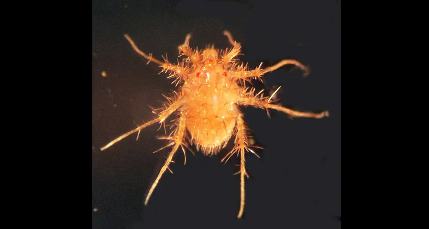 California mite becomes fastest land animal