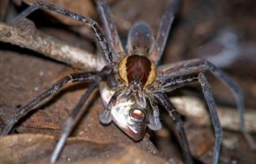 Ancylometes fish-eating spider