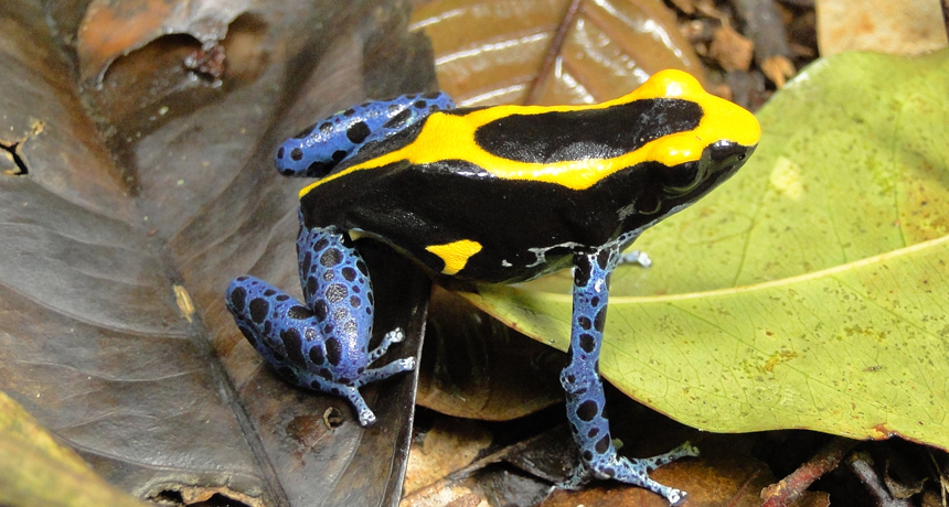 dyeing dart frog
