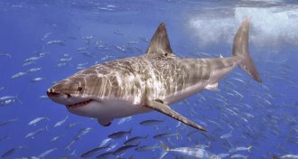 great white shark