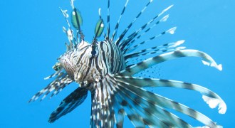 lionfish