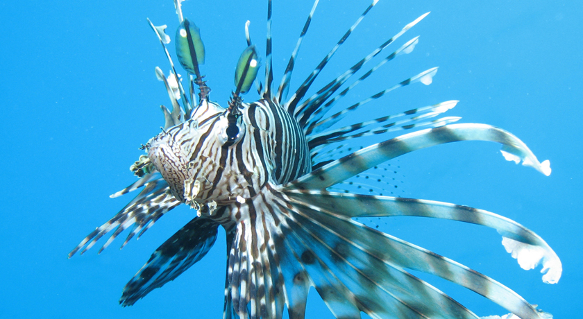 lionfish