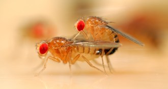 fruit flies copulating