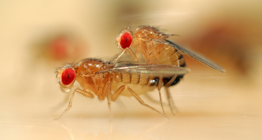 fruit flies copulating