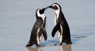 penguins in South Africa