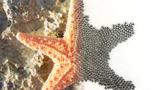 split image of starfish and robot swarm