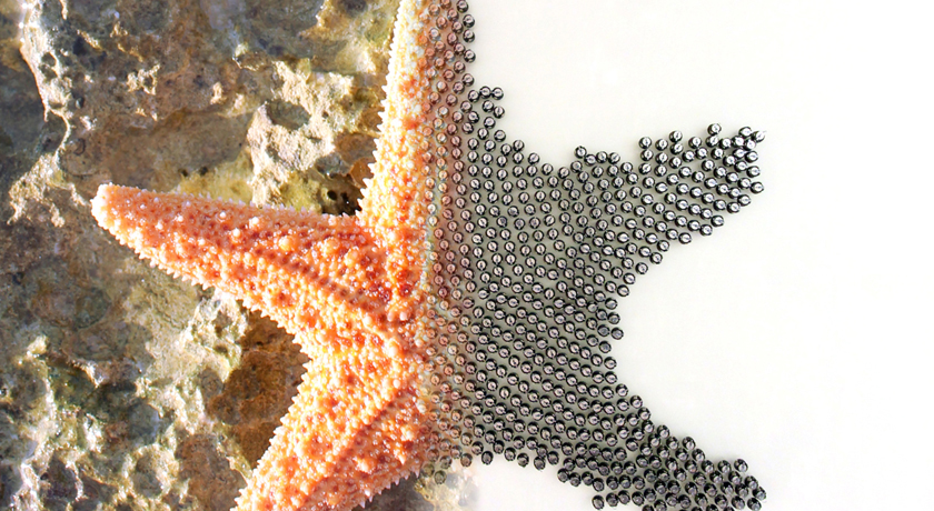split image of starfish and robot swarm