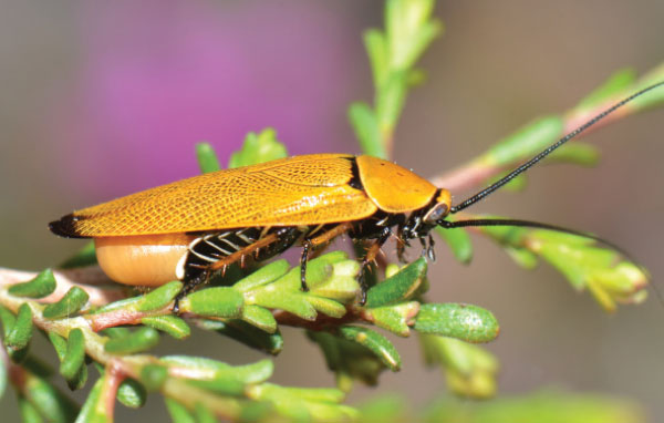 Australian roach Ellipsidion humerale