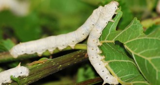 Japanese silkworms (Bombyx mori)