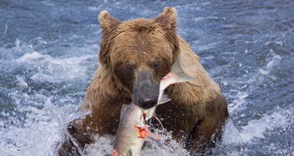 A grizzly bear eating a fish