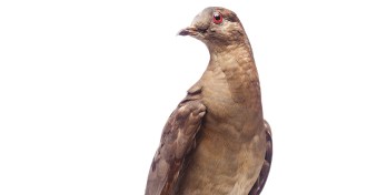 Martha the last passenger pigeon