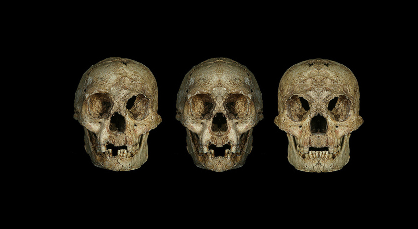 Homo floresiensis skull and reconstructions