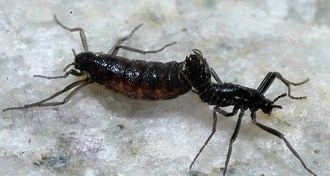 Two Antarctic midges mating