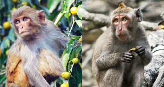 Rhesus macaques (left), cynomolgus macaques (right)