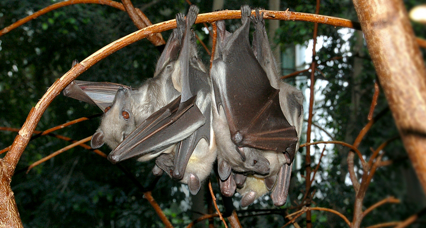 A fruit bat